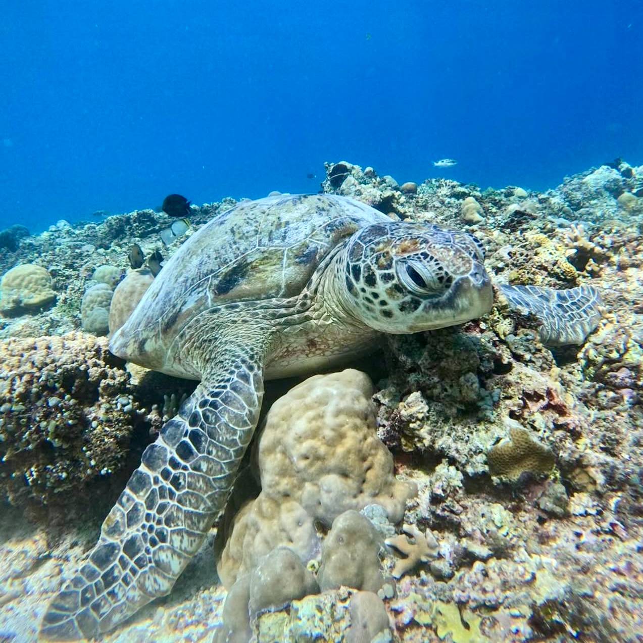 Bali Gili Paradise Island Weekend Trip ๐ฎ๐ฉ