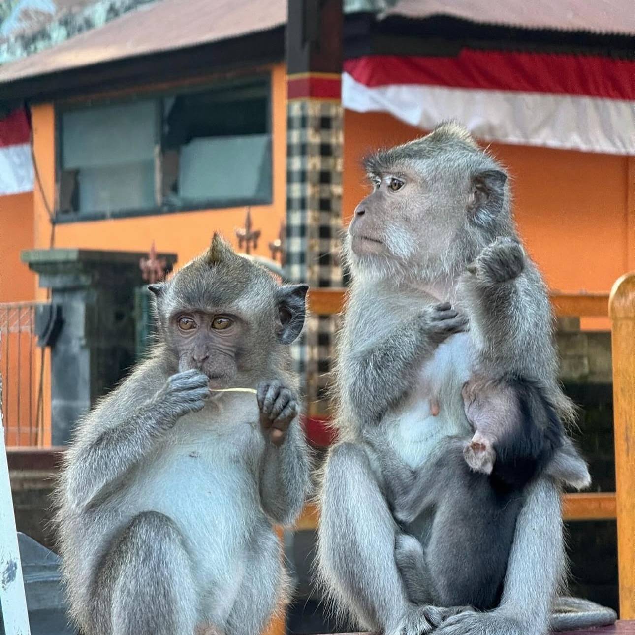 Bali Ubud Weekend Trip ๐ฎ๐ฉ